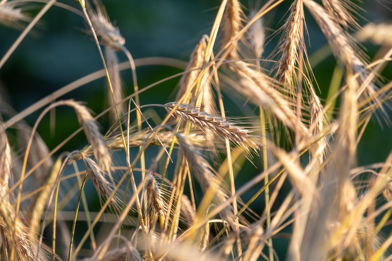 Organic Farming