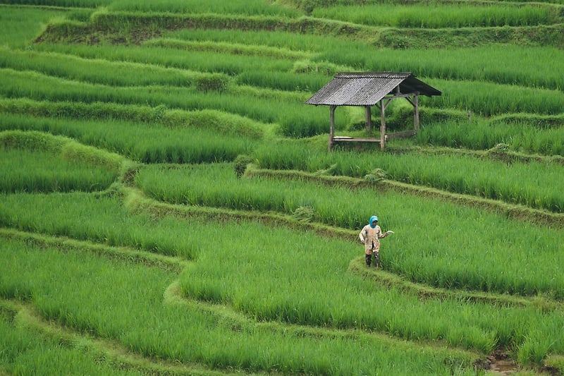 Urban Farming